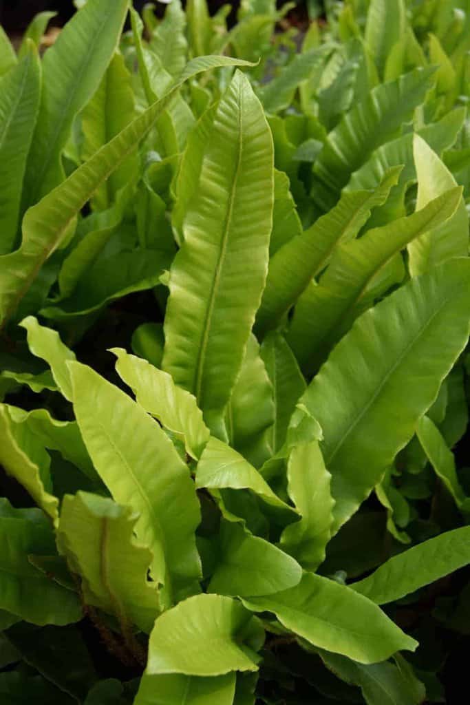 Asplenium scolopendrium