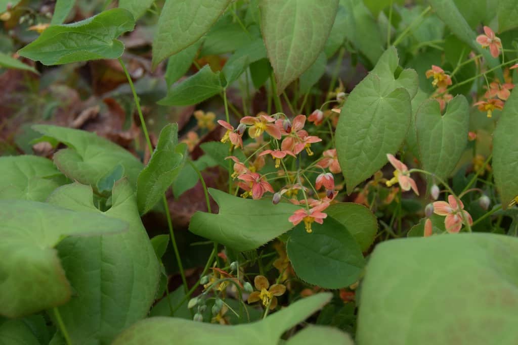 Epimedium x warleyense 'Orangekonigin'