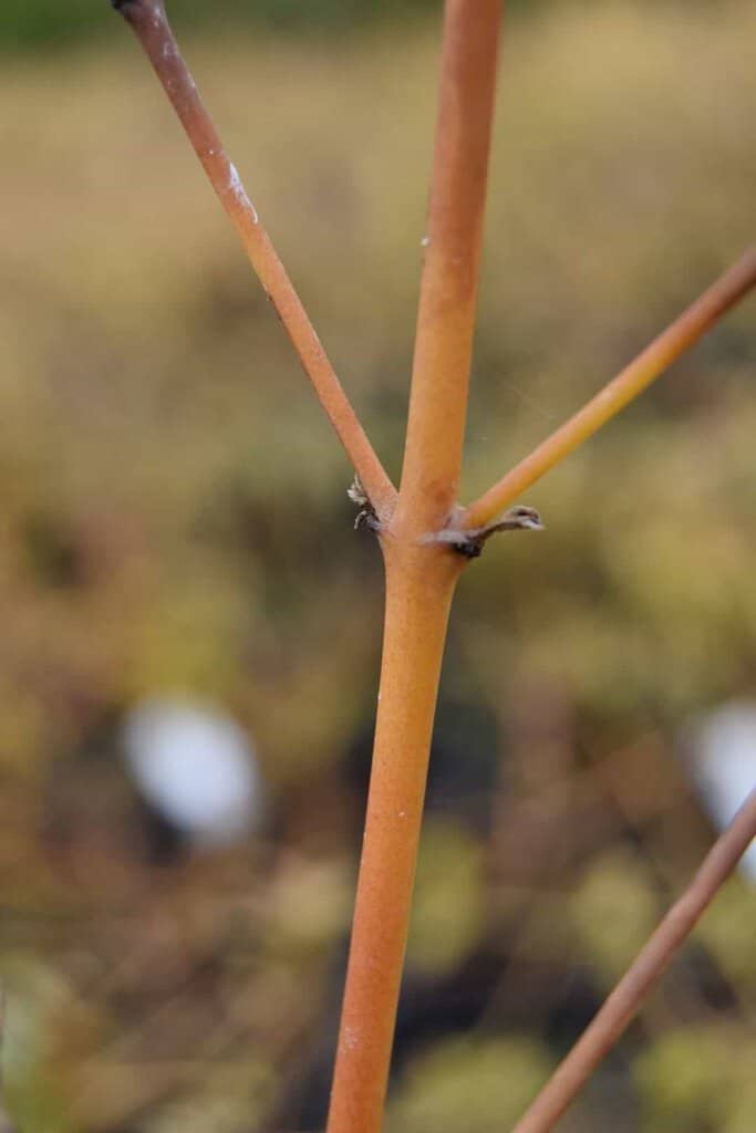 Cornus sanguinea 'Midwinter Fire' 125-150 cm