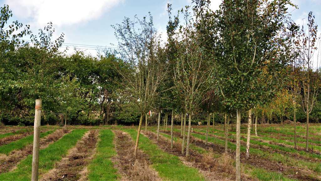 Crataegus laevigata 'Paul's Scarlet' 12-14 HS