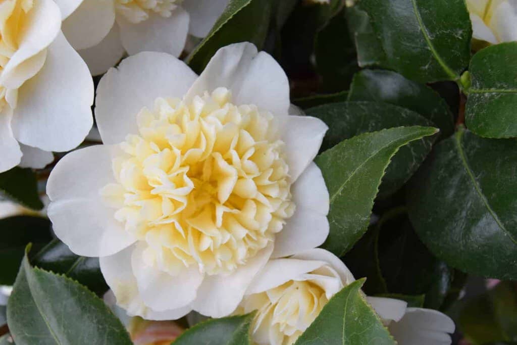 Camellia japonica 'Brushfield's Yellow' 100-125 cm