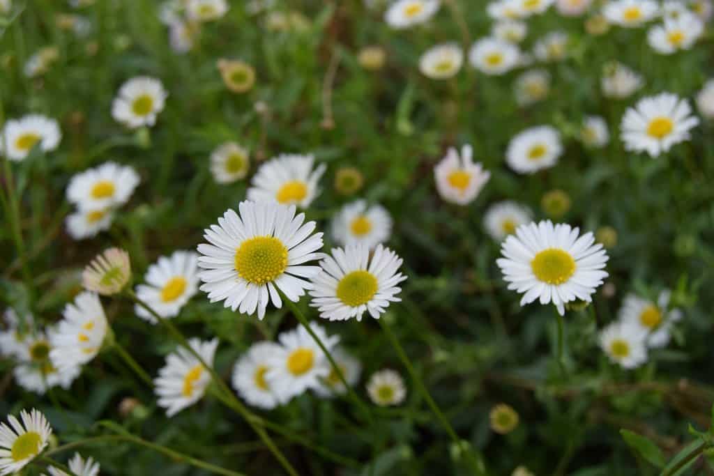 Erigeron karvinskianus ---