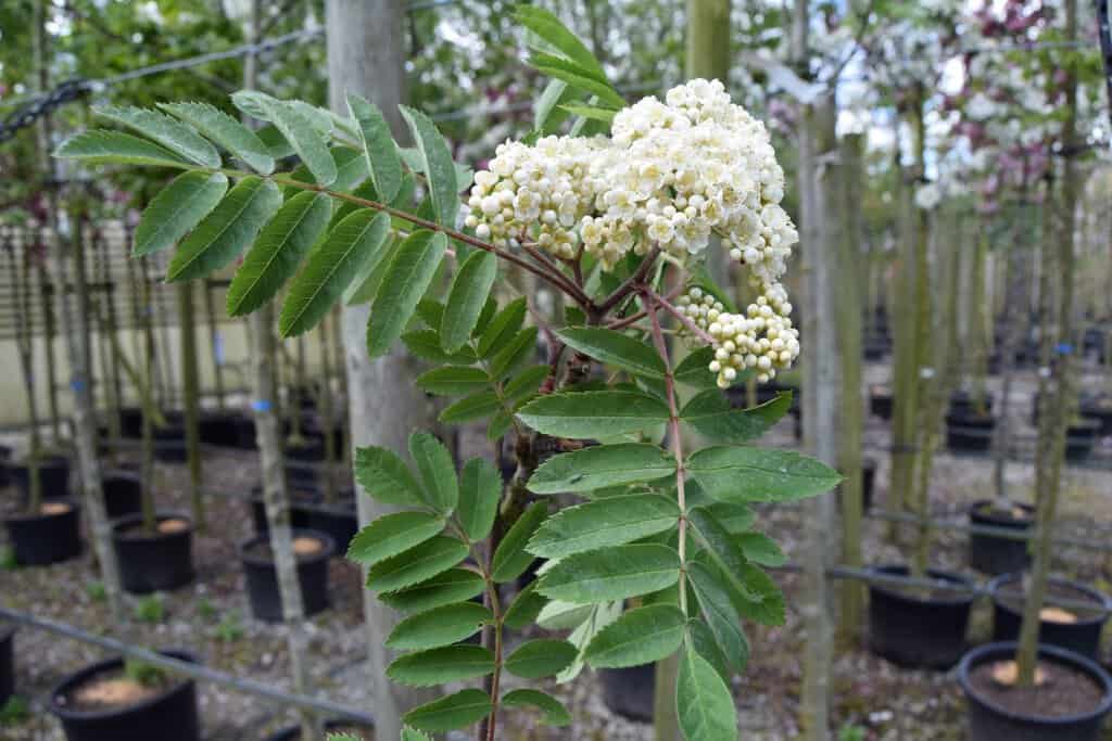 Sorbus aucuparia 12-14 HS