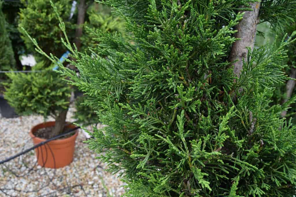 x Cuprocyparis leylandii 'Pyramidalis'