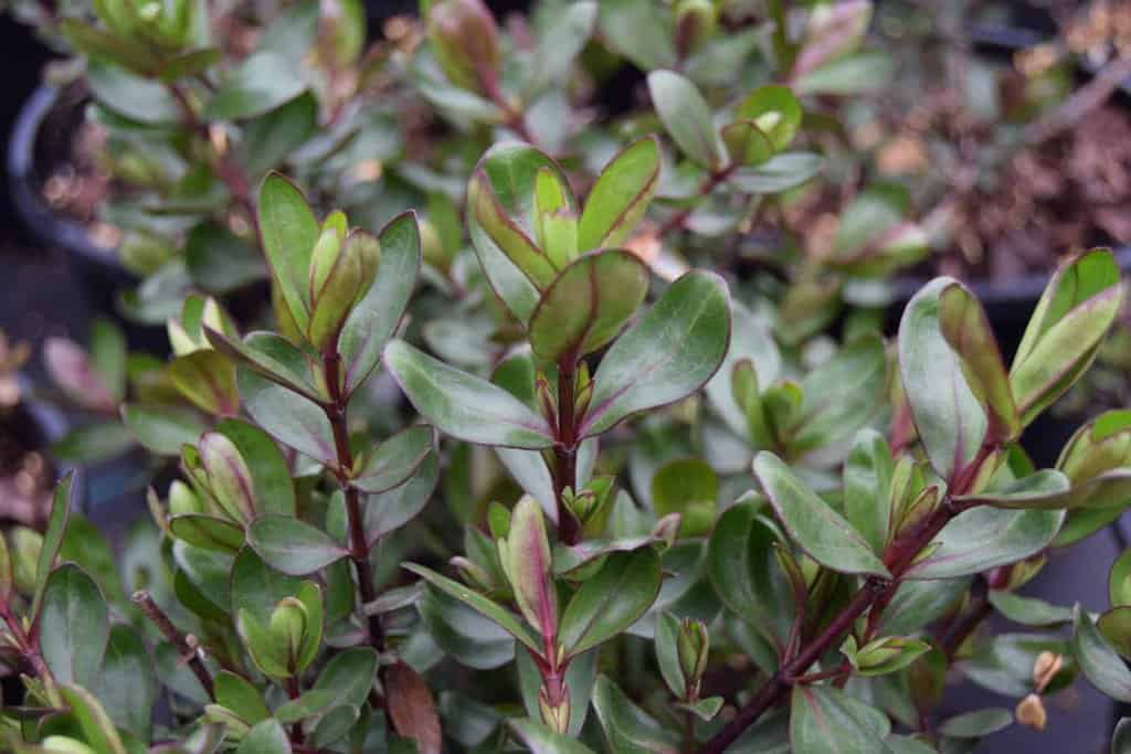 Hebe 'Autumn Glory'