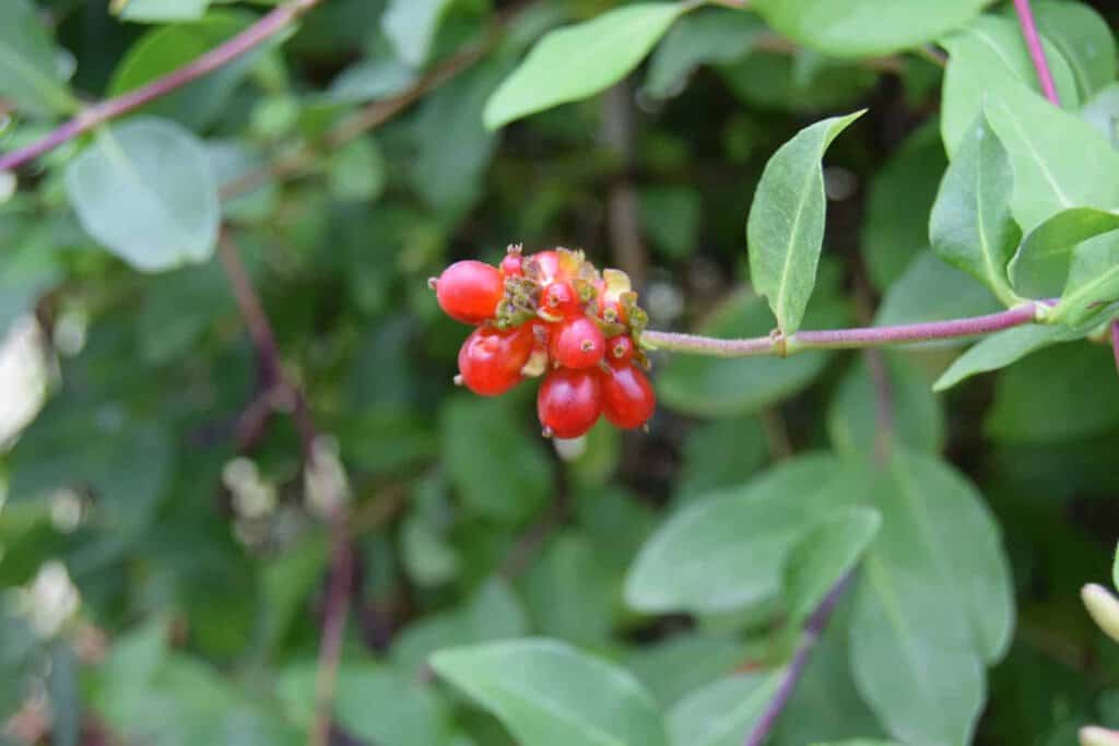 Lonicera periclymenum 'Belgica'