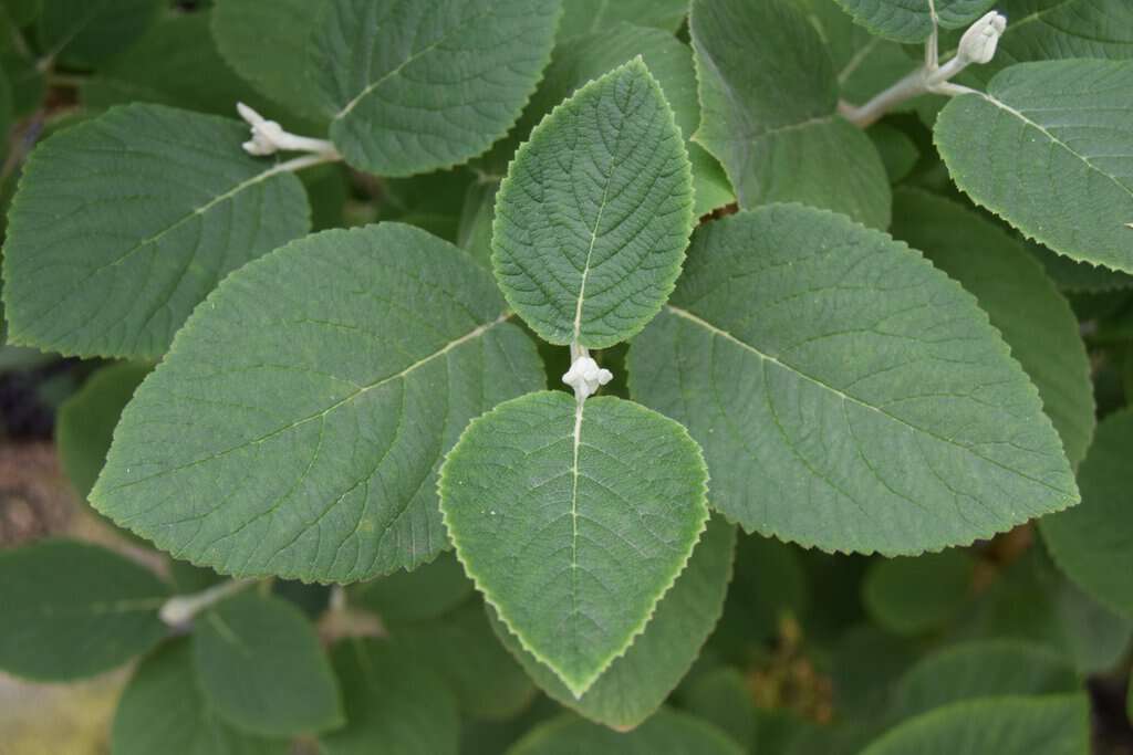 Viburnum x carlcephalum 100-125 cm