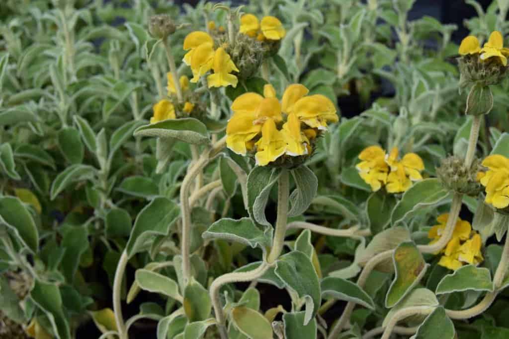 Phlomis fruticosa