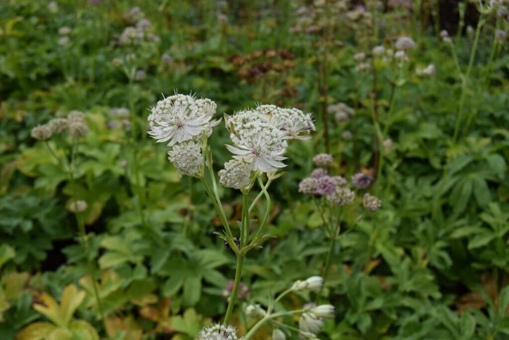 Astrantia major ssp. involucrata 'Shaggy'