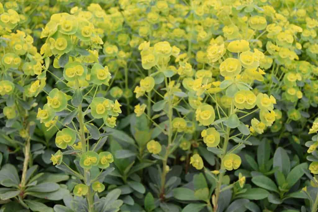 Euphorbia amygdaloides var. robbiae