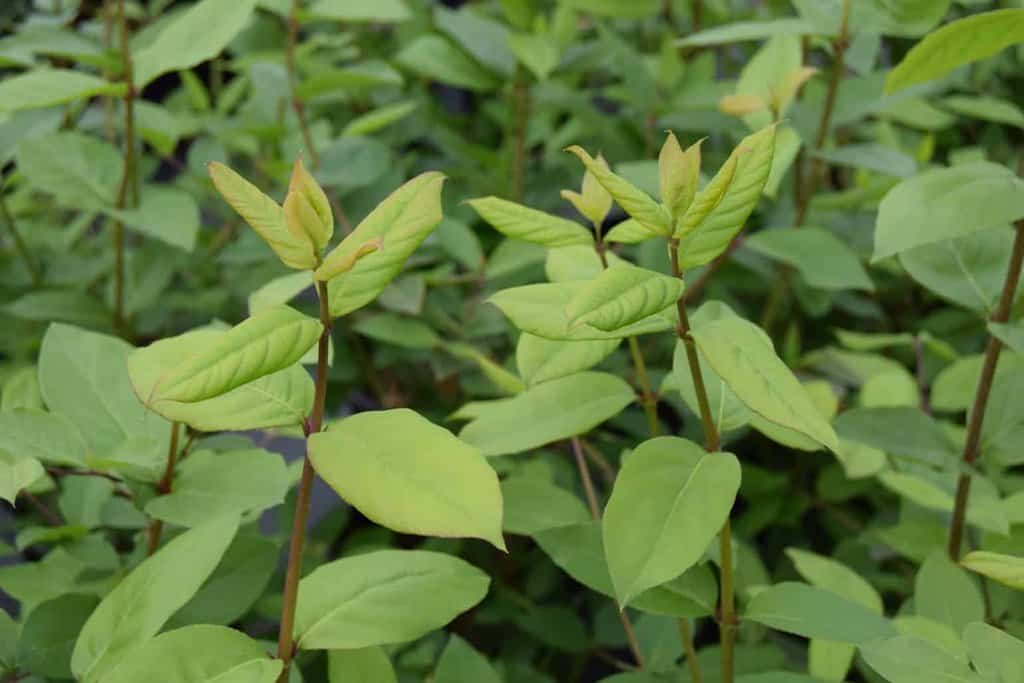 Lonicera fragrantissima 125-150 cm