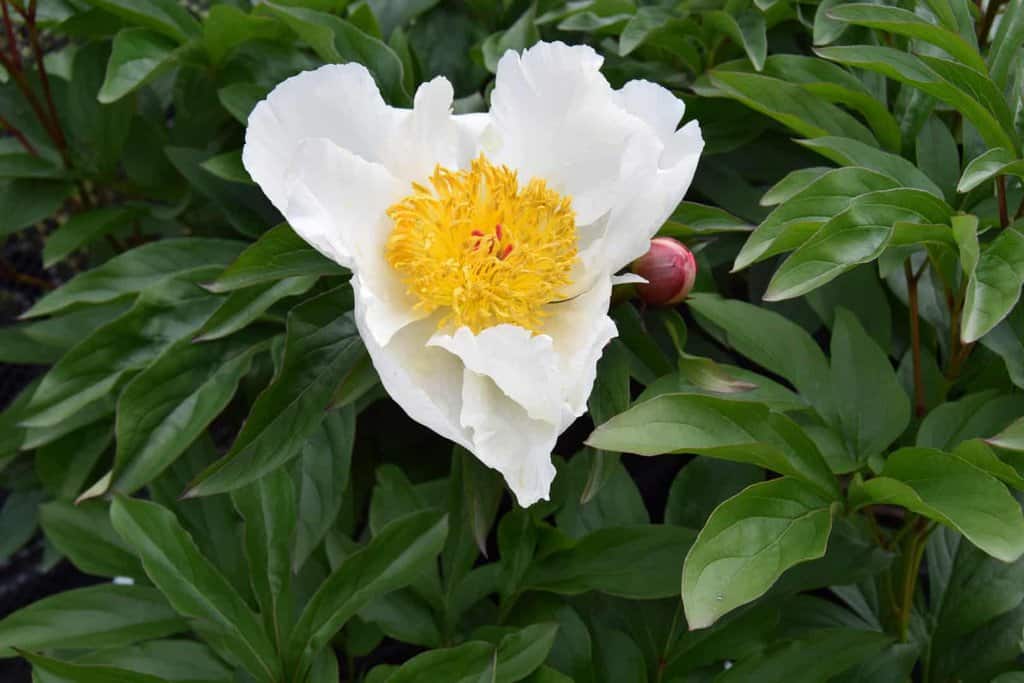 Paeonia lactiflora 'White Wings'