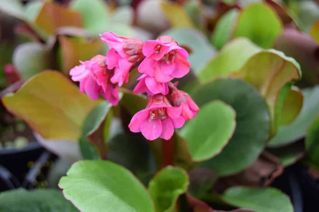 Bergenia 'Overture' ---