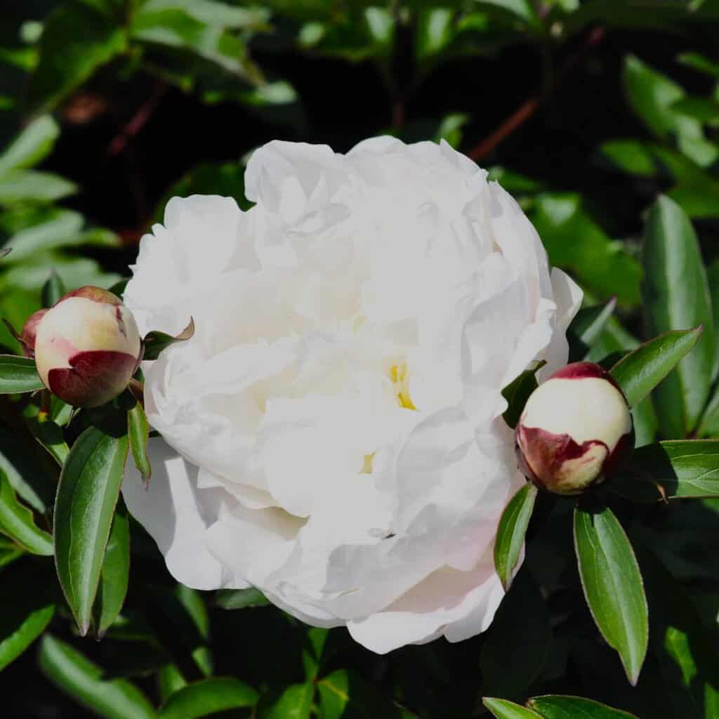Paeonia lactiflora 'Immaculee'