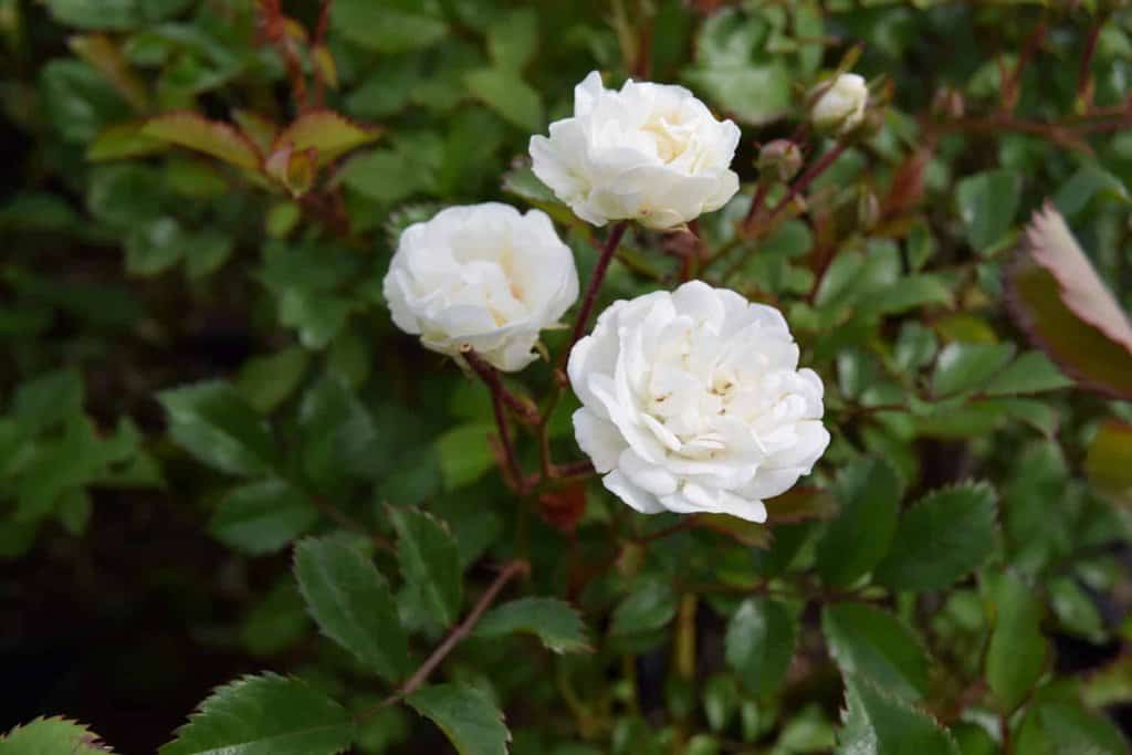Rosa Alba Meidiland ®