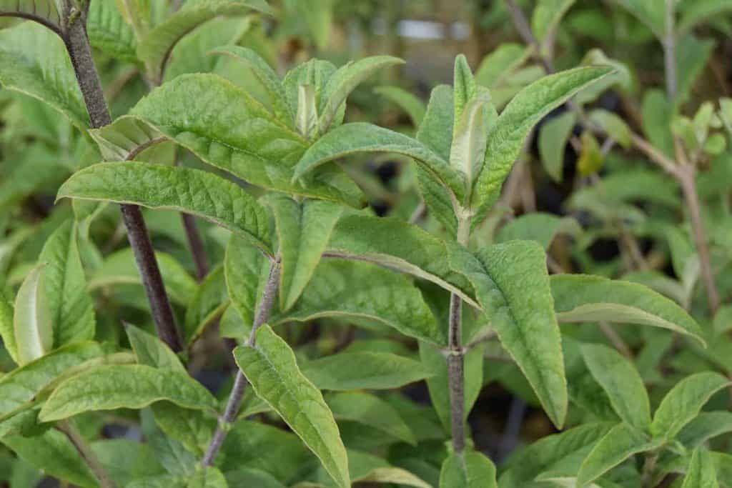 Buddleja davidii 'Border Beauty' 30-40 cm