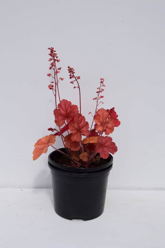 Heuchera 'Apricot' ® ---