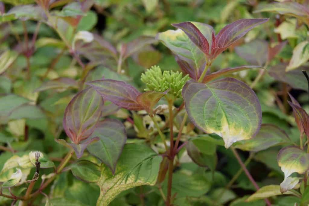 Cornus sanguinea 'Midwinter Fire' 125-150 cm