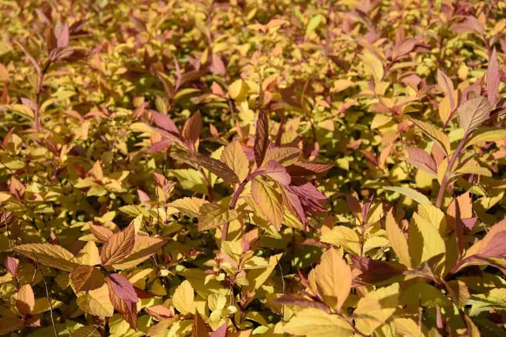 Spiraea japonica 'Goldflame' 30-40 cm