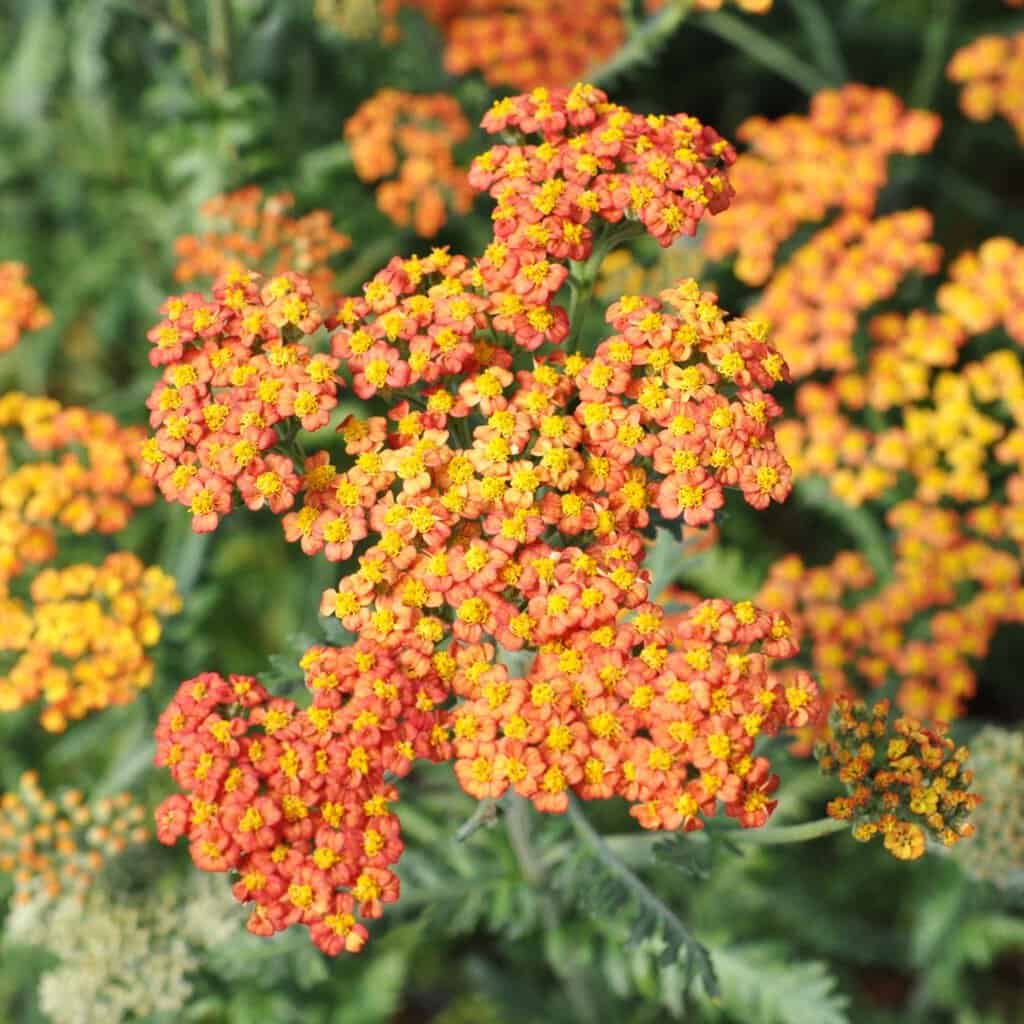 Achillea umbellata 'Walther Funcke' ---