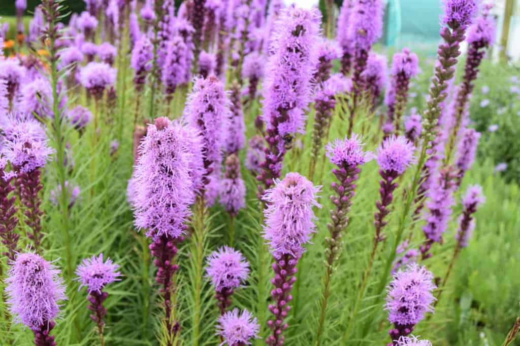 Liatris spicata ---