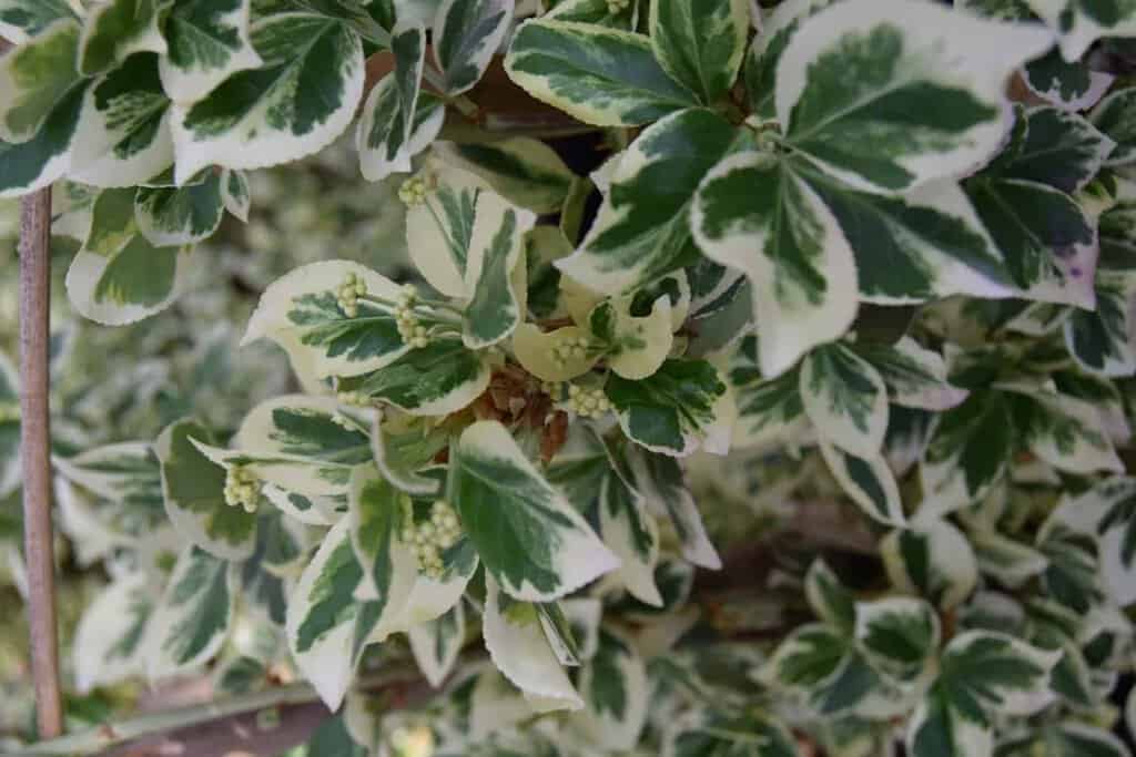 Euonymus fortunei 'Silver Queen' 20-30 cm