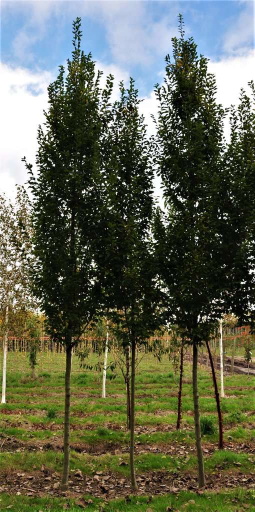 Carpinus betulus 'Fastigiata' 14-16 EHS