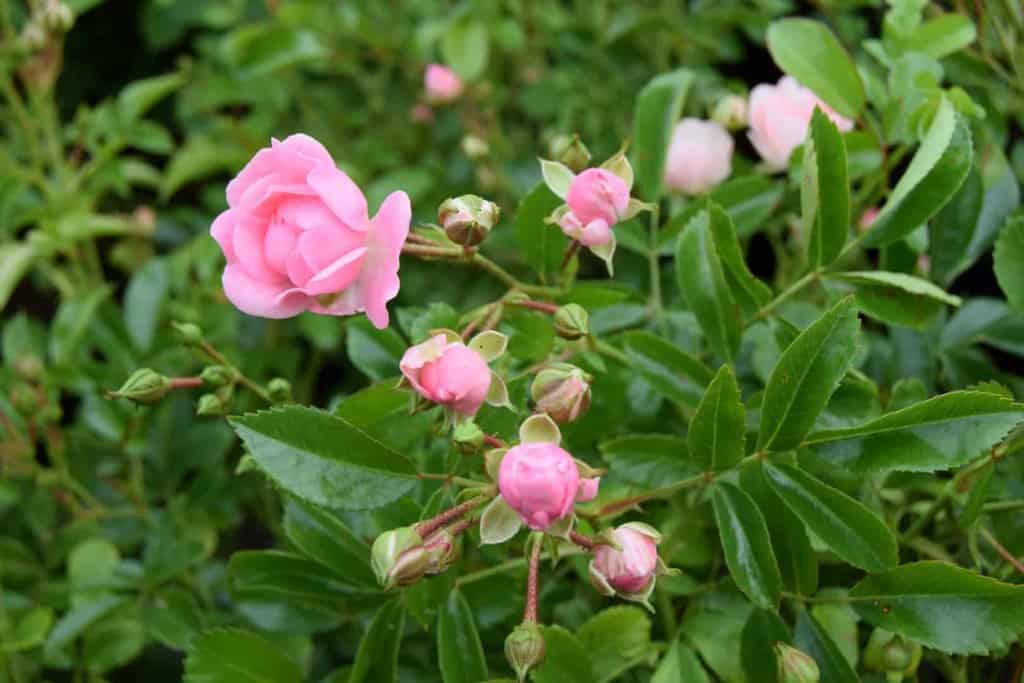Rosa 'The Fairy'