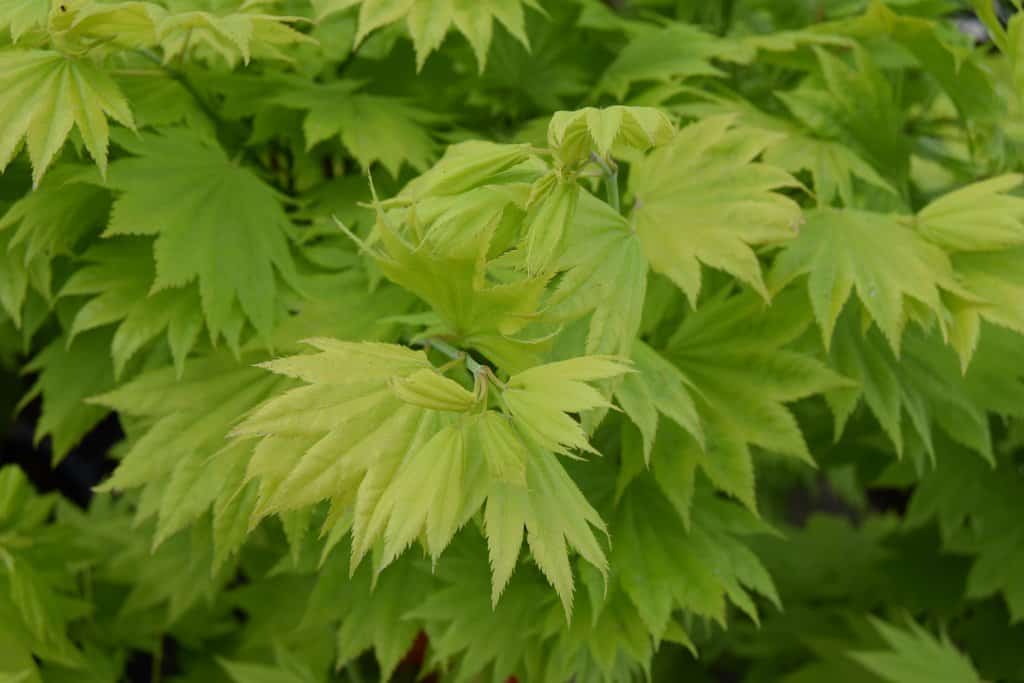 Acer shirasawanum 'Aureum' 175-200 cm