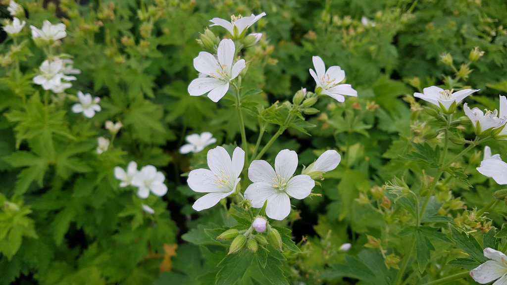 Geranium sylvaticum 'Album' ---