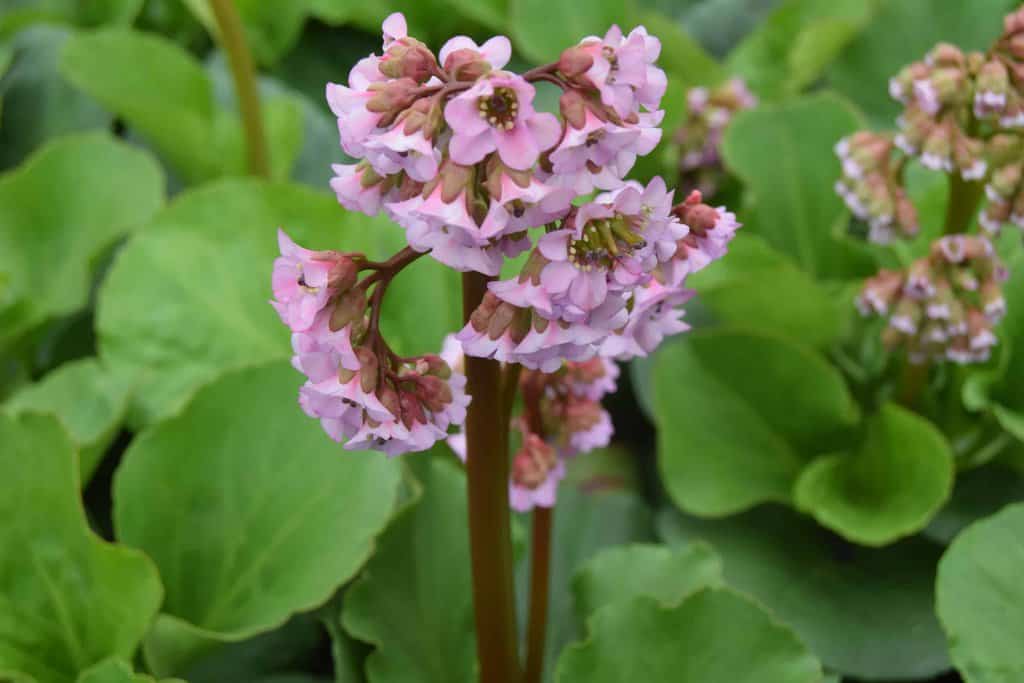 Bergenia cordifolia