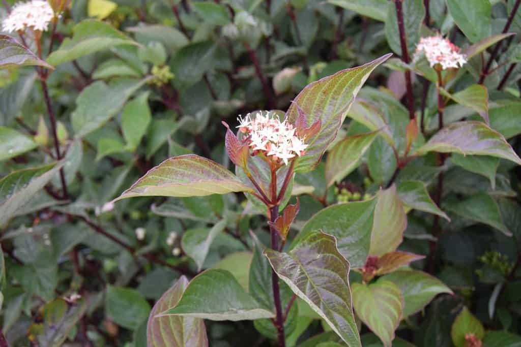 Cornus alba 'Kesselringii' 80-100 cm