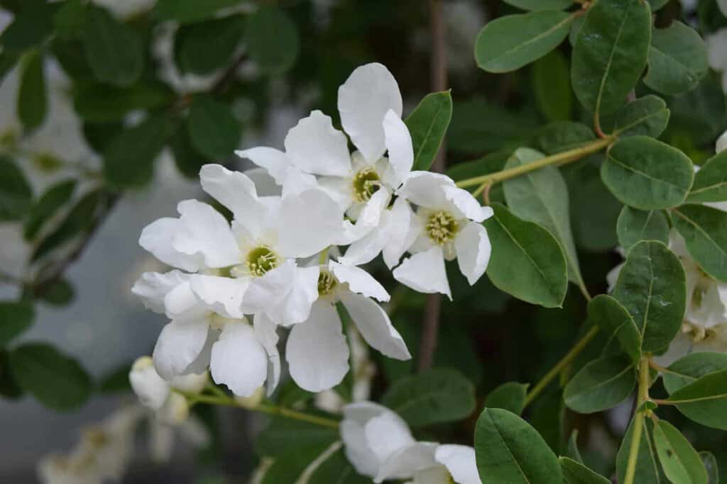 Exochorda x macrantha 'The Bride' 175-200 cm