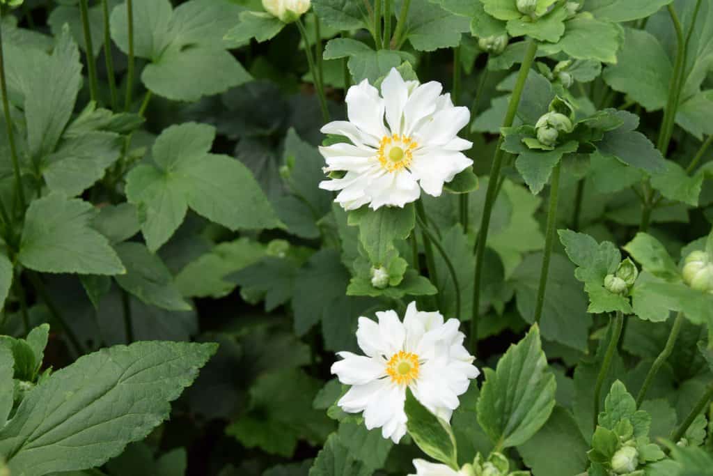 Anemone x hybrida 'Whirlwind'