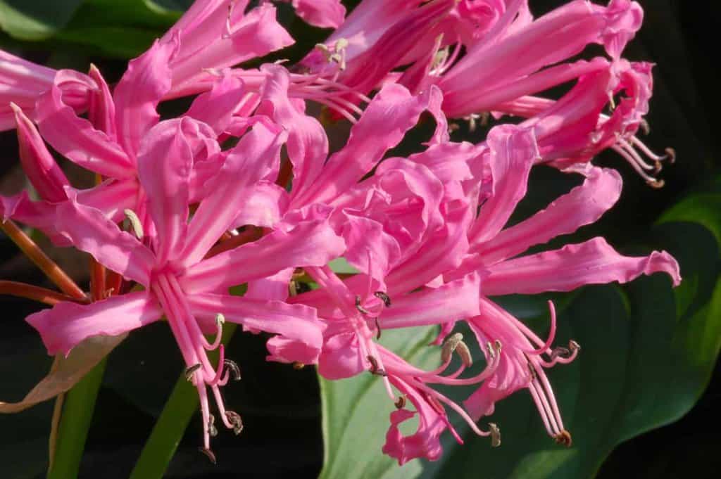 Nerine bowdenii ---