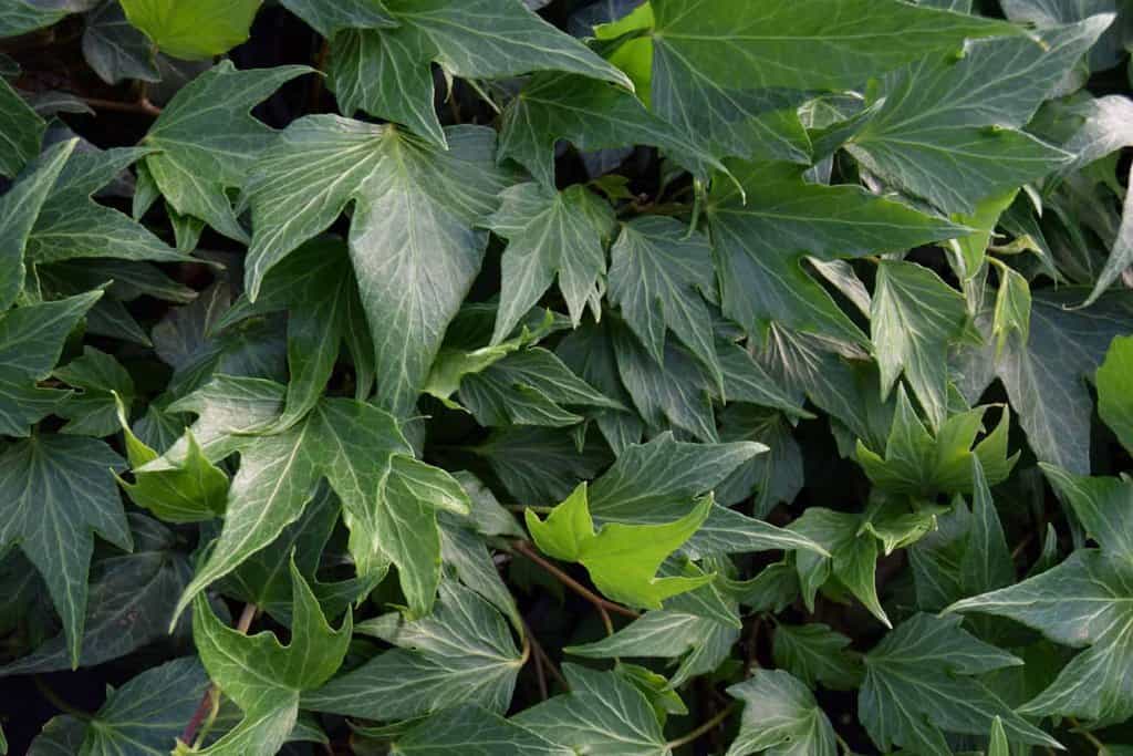 Hedera helix 'Green Ripple'