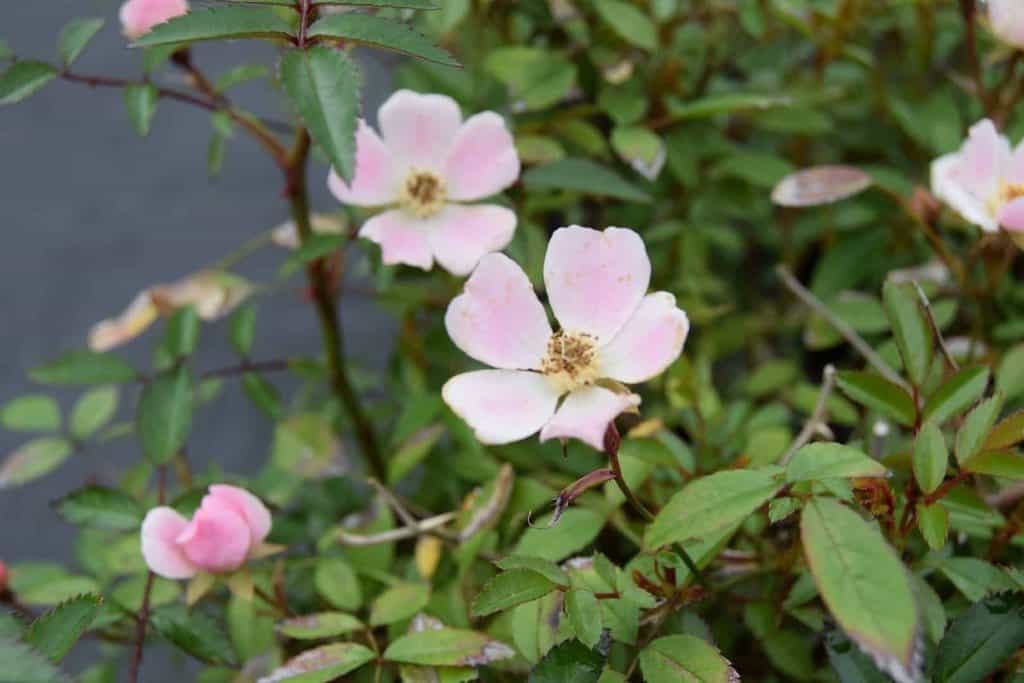 Rosa 'Nozomi'