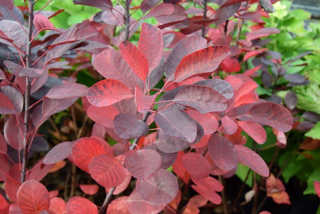 Cotinus coggygria 'Royal Purple' 20-30 cm
