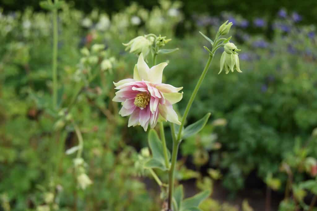 Aquilegia vulgaris var. stellata 'Nora Barlow'