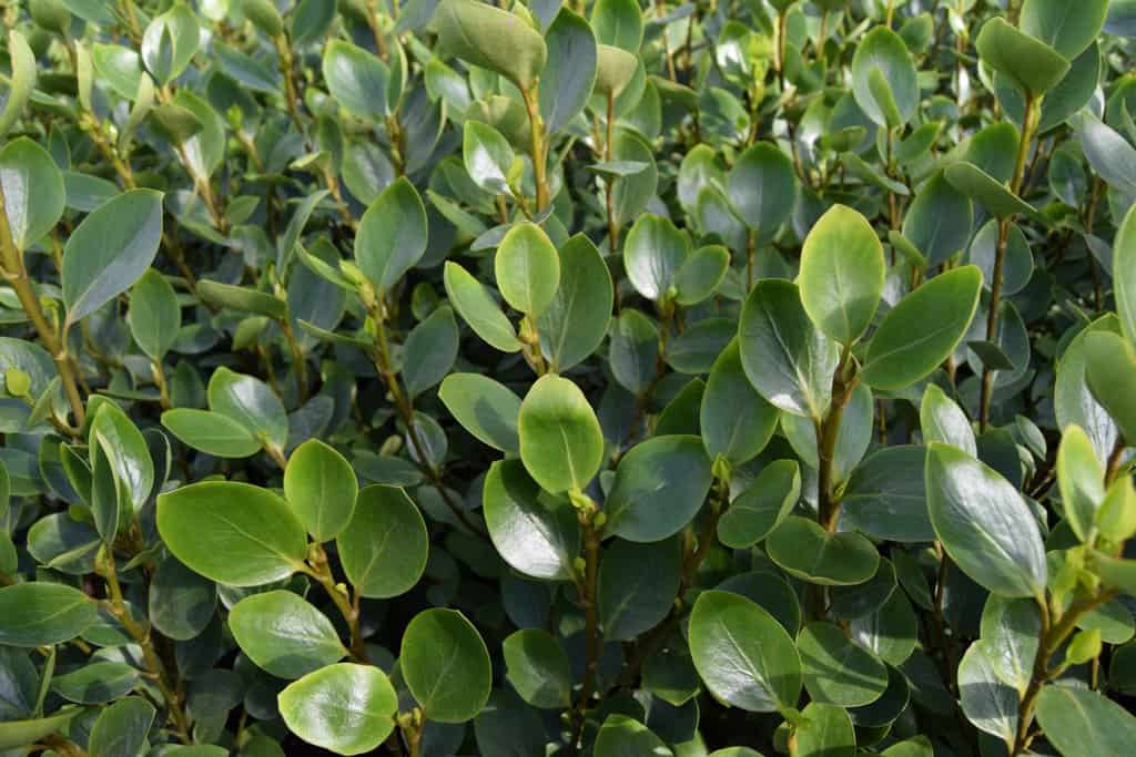 Griselinia littoralis 150-175 cm