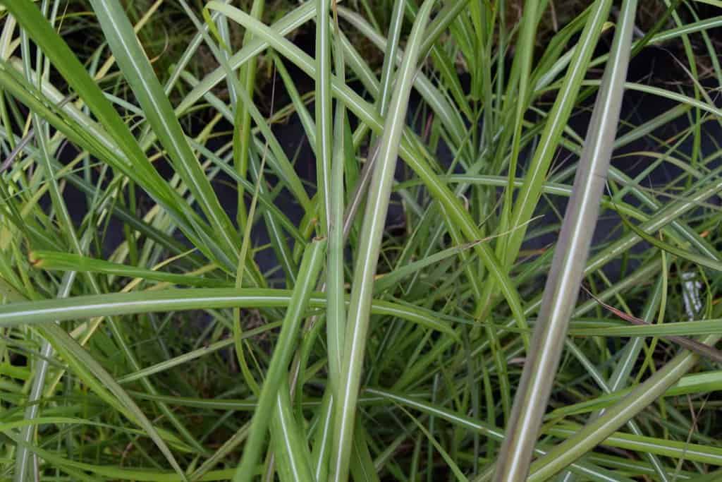 Miscanthus sinensis 'Silberfeder' (Silver Feather)