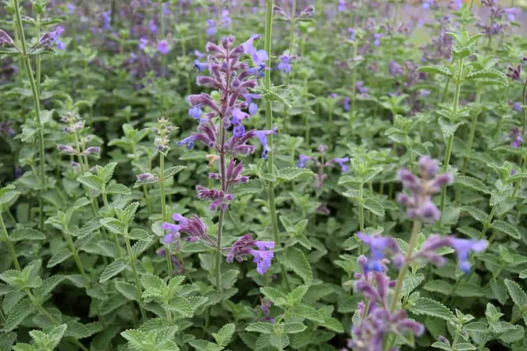 Nepeta 'Six Hills Giant' <span class="hidden specialOffer"></span>