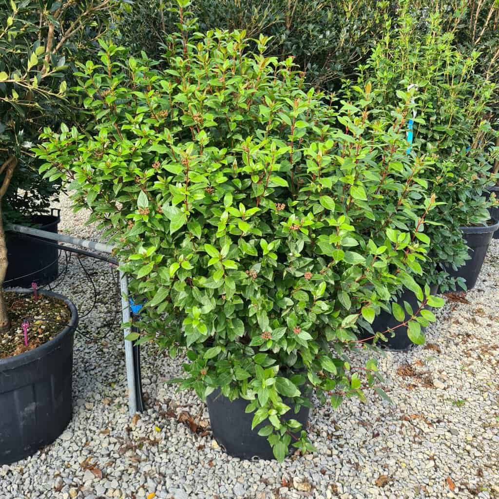 Viburnum tinus 'Eve Price' 40-60 cm