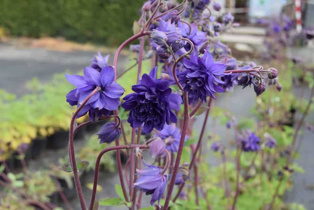 Aquilegia vulgaris var. stellata 'Blue Barlow'