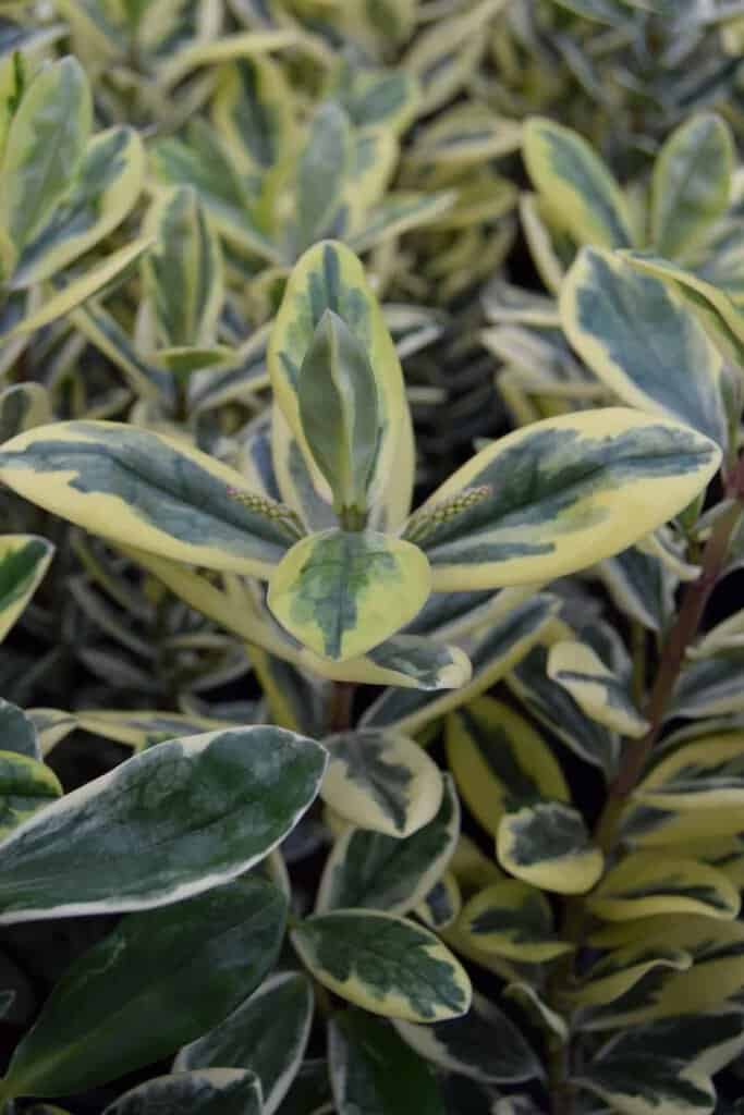 Hebe 'Silver Queen' 20-30 cm