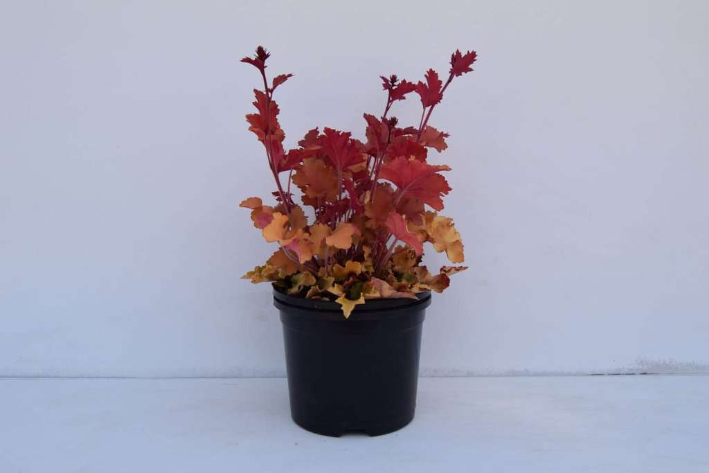 Heuchera 'Marmalade' ® ---
