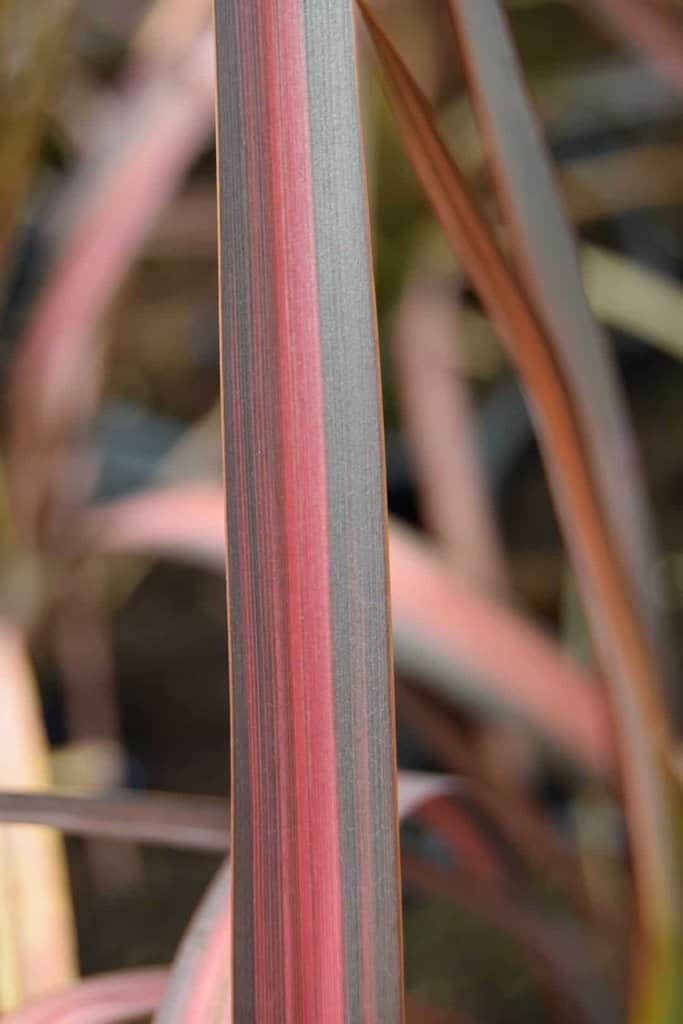 Phormium 'Evening Glow'