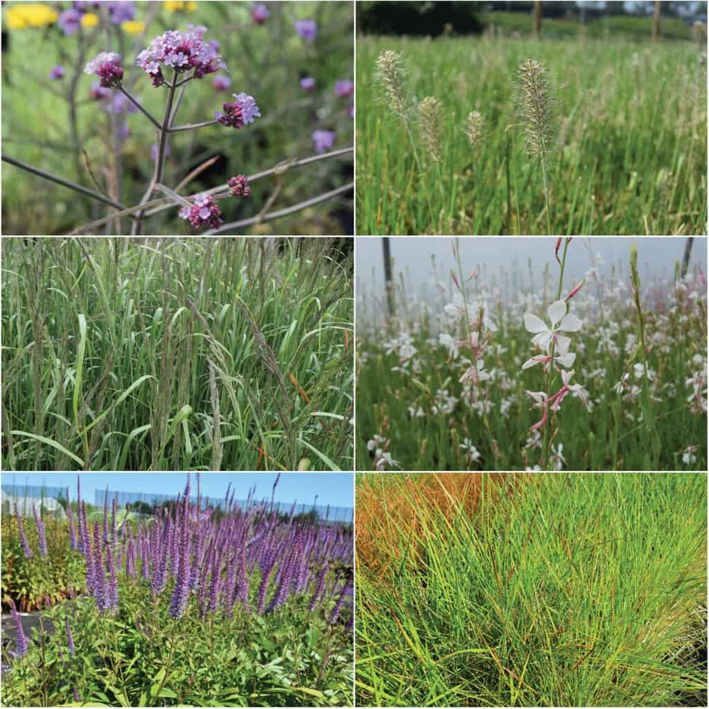 Offer 150 plants Prairie Garden in a Box