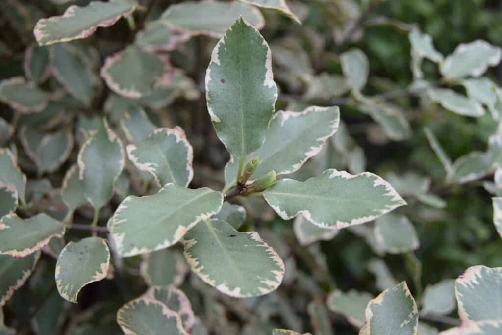 Pittosporum tenuifolium 'Elizabeth'