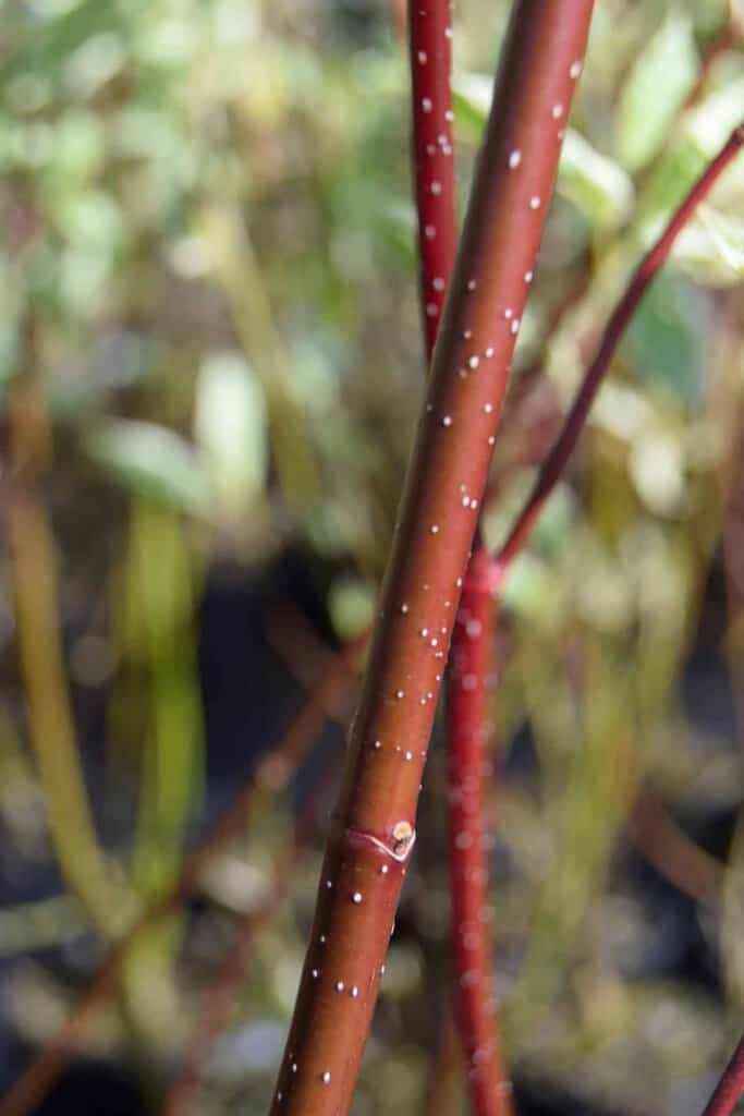 Cornus alba 'Elegantissima' 80-100 cm